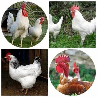 Куры леггорны характеристика отзывы фото и описание