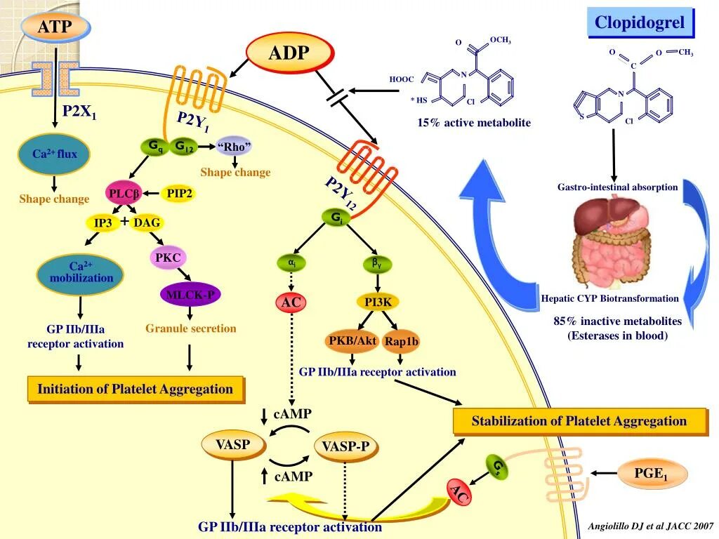 Клопидогрел механизм действия фармакология. Клопидогрел механизм действия схема. Клопидогрель механизм антиагрегантного действия. Механизм действия клопидогреля. Клопидогрел механизм действия