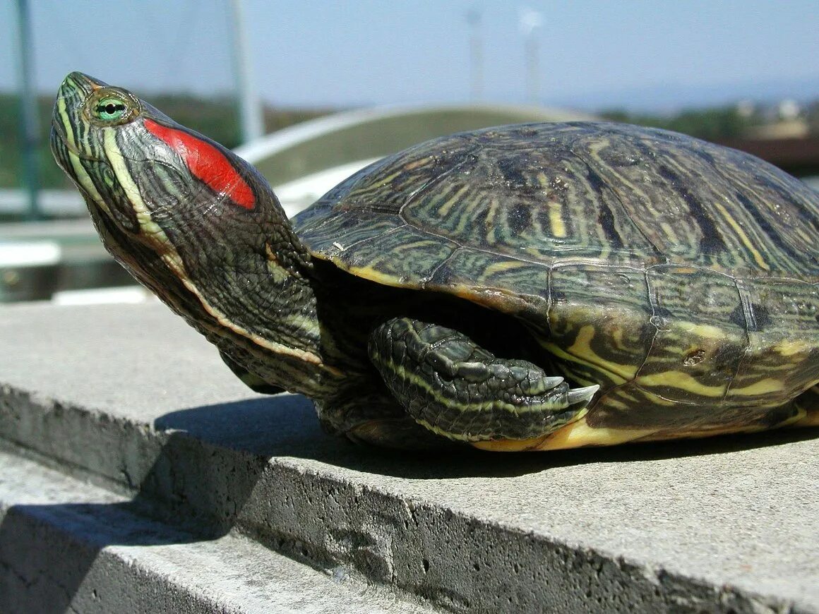 Красноухая Пресноводная черепаха. Черепаха красноухая черепаха. Калифорнийская красноухая черепаха. Американская красноухая черепаха. Красноухая черепаха каких размеров