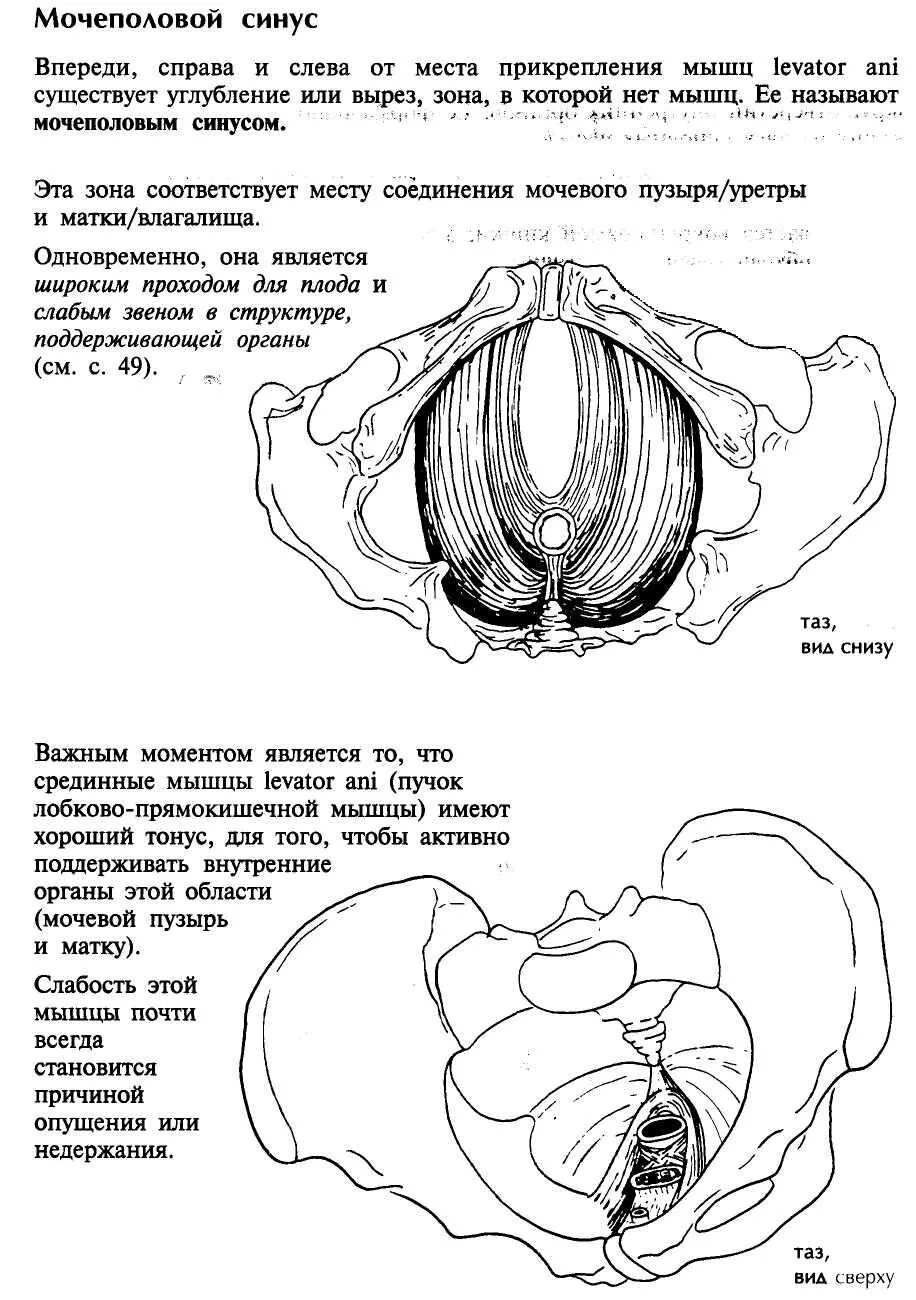 Эмбриональное развитие мочеполовой системы. Урогенитальный синус. Уроректальная складка. Эмбриогенез органов мочевой системы. Пороки развития прямой кишки эмбриогенез.