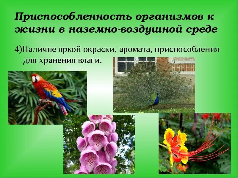 Адаптация организмов к условиям окружающей среды. Приспособление организмов адаптация. Приспособление организмов к водной среде. Приспособления к наземно-воздушной среде обитания. Приспособление живых организмов в природных зонах.