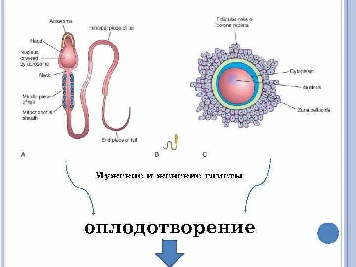 Строение яйцеклетки и сперматозоида. Строение яйцеклетки и спермия. Строение половых клеток яйцеклетка. Строение половых клеток рисунок. Мужские гаметы образуют