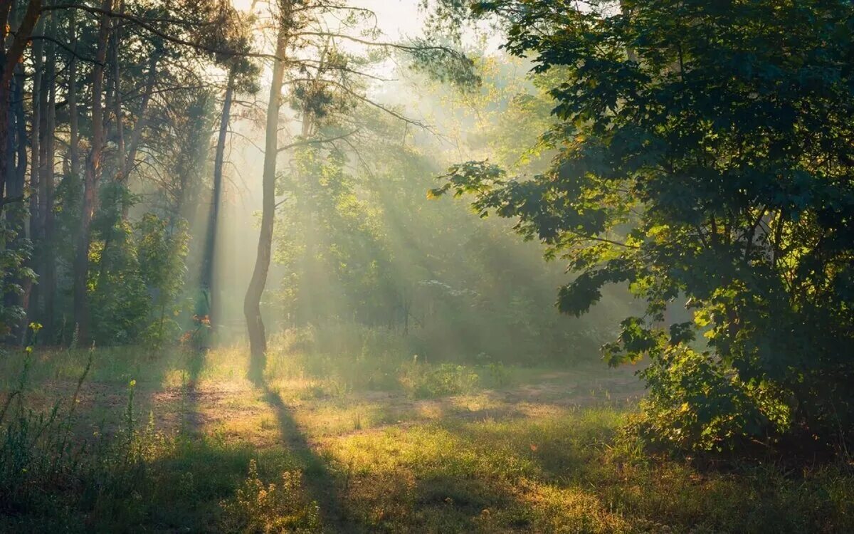 Лес туман лето. Утро в лесу. Утренний лес. Рассвет в лесу. Лес ранним утром.