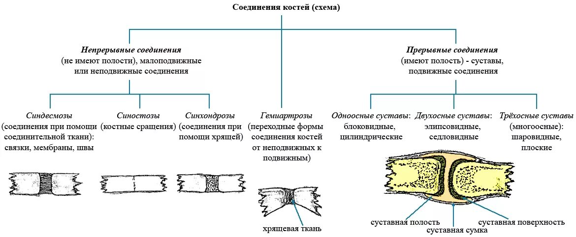 Обратите внимание на соединение костей между собой. Типы соединительных костей схема. Схема непрерывных соединений костей. Схема виды соединения костей в скелете человека. Классификация соединений костей. Непрерывные соединения костей..