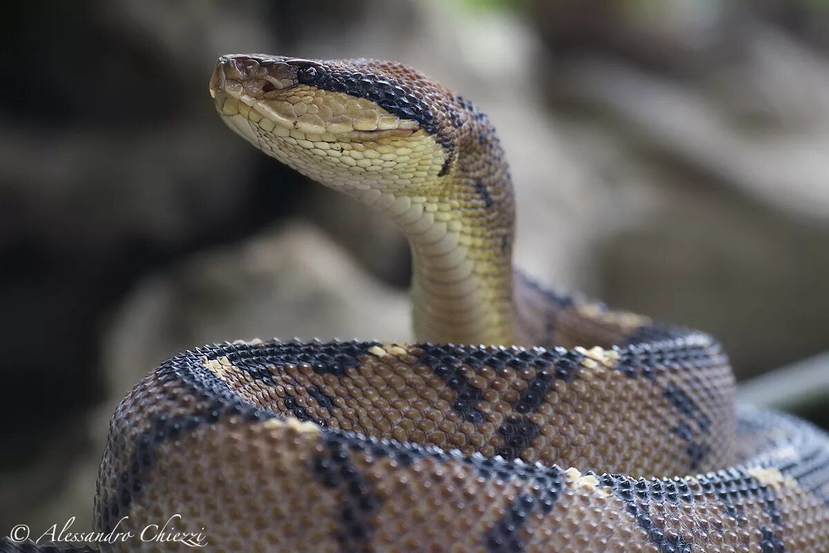 Бушмейстер. Бушмейстер змея. Гадюка бушмейстер. Гадюка бушмейстер. Черноголовый бушмейстер.