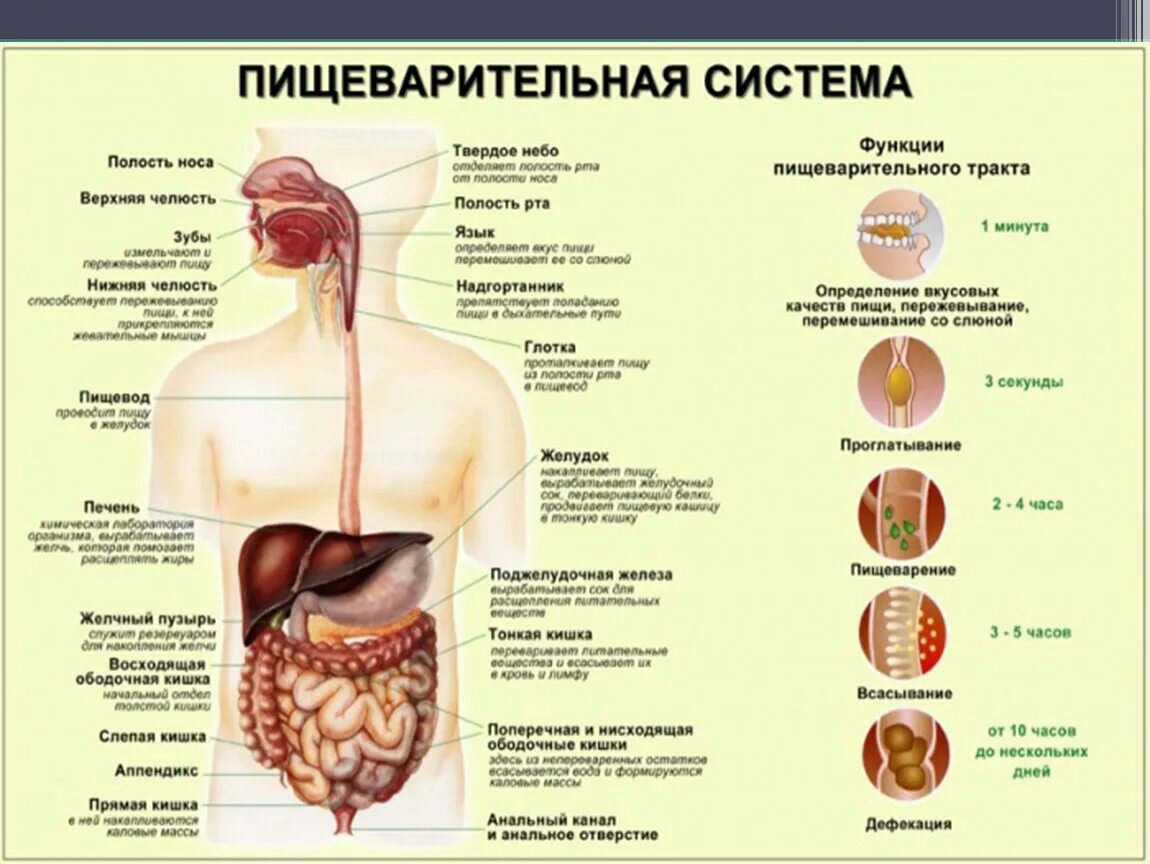Презентация к уроку биологии. 8 класс. Тема: "Пищеварительная система"