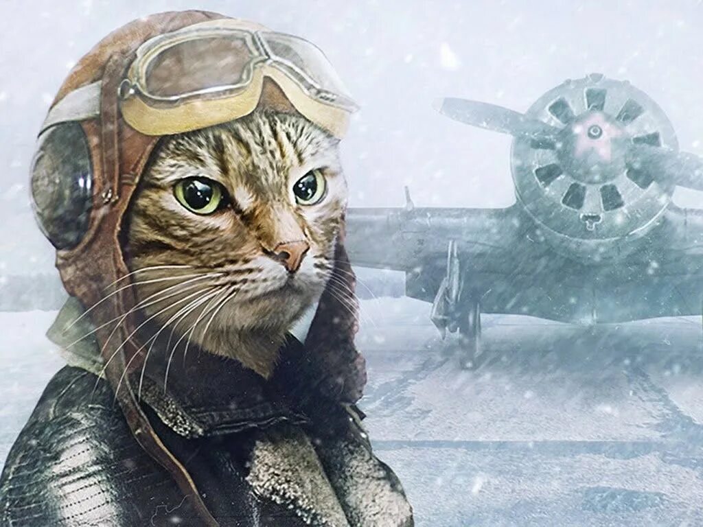 Коты иг