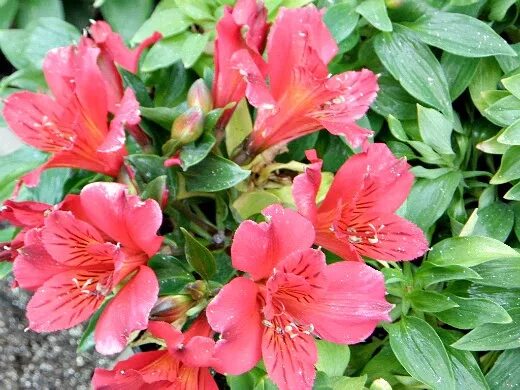 Лилия инков альстромерия. Альмерия цветы. Альстрёмерия сорт алисия. Альстромерия (alstroemeria). Альстромерия венус.