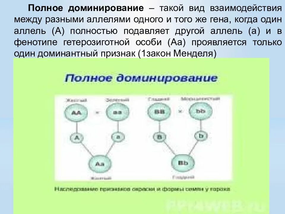 Полное доминирование тип взаимодействия. Полное доминирование это вид взаимодействия. типы наследования генов. типы наследования генов признаков. наследование с полным доминированием.
