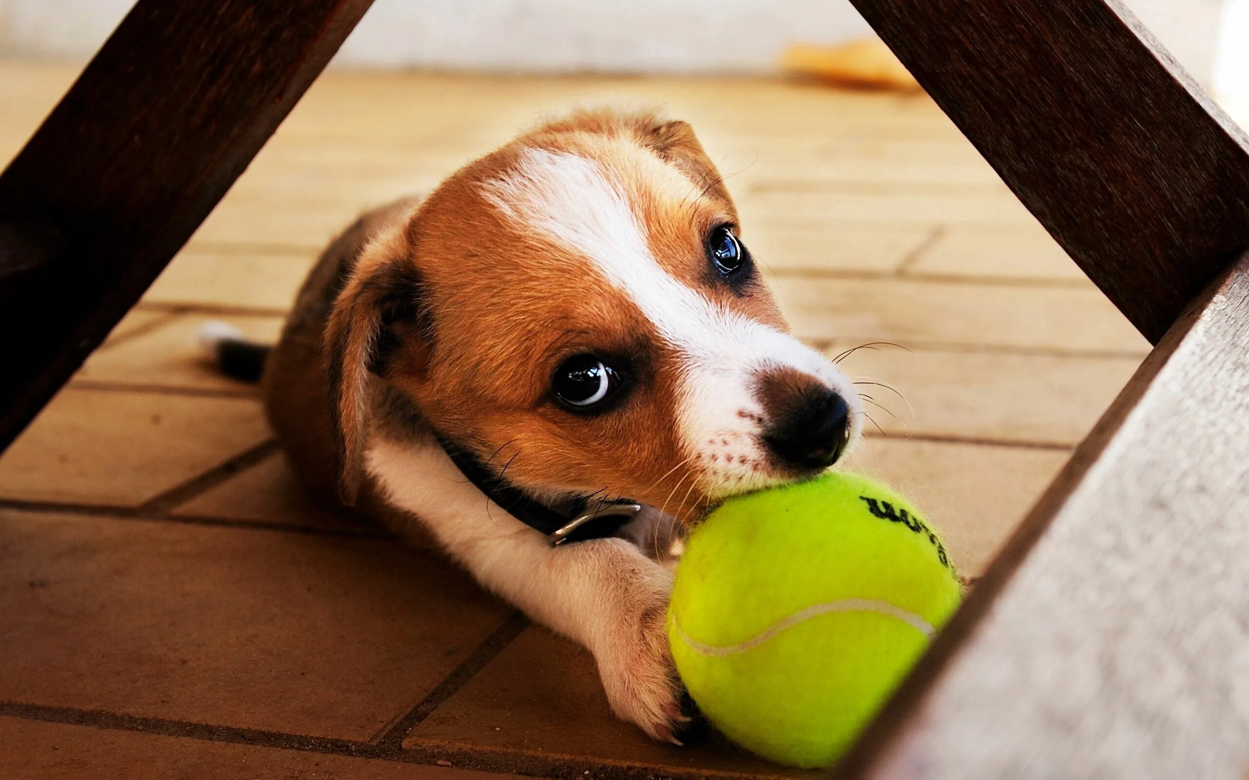 Puppy play