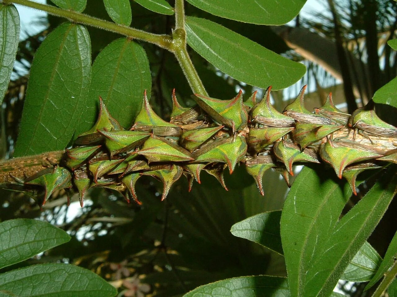 Бразильская горбатка. Умбония Спиноза. Жуки Umbonia spinosa. Горбатка Umbonia spinosa. Умбония толсторогая.