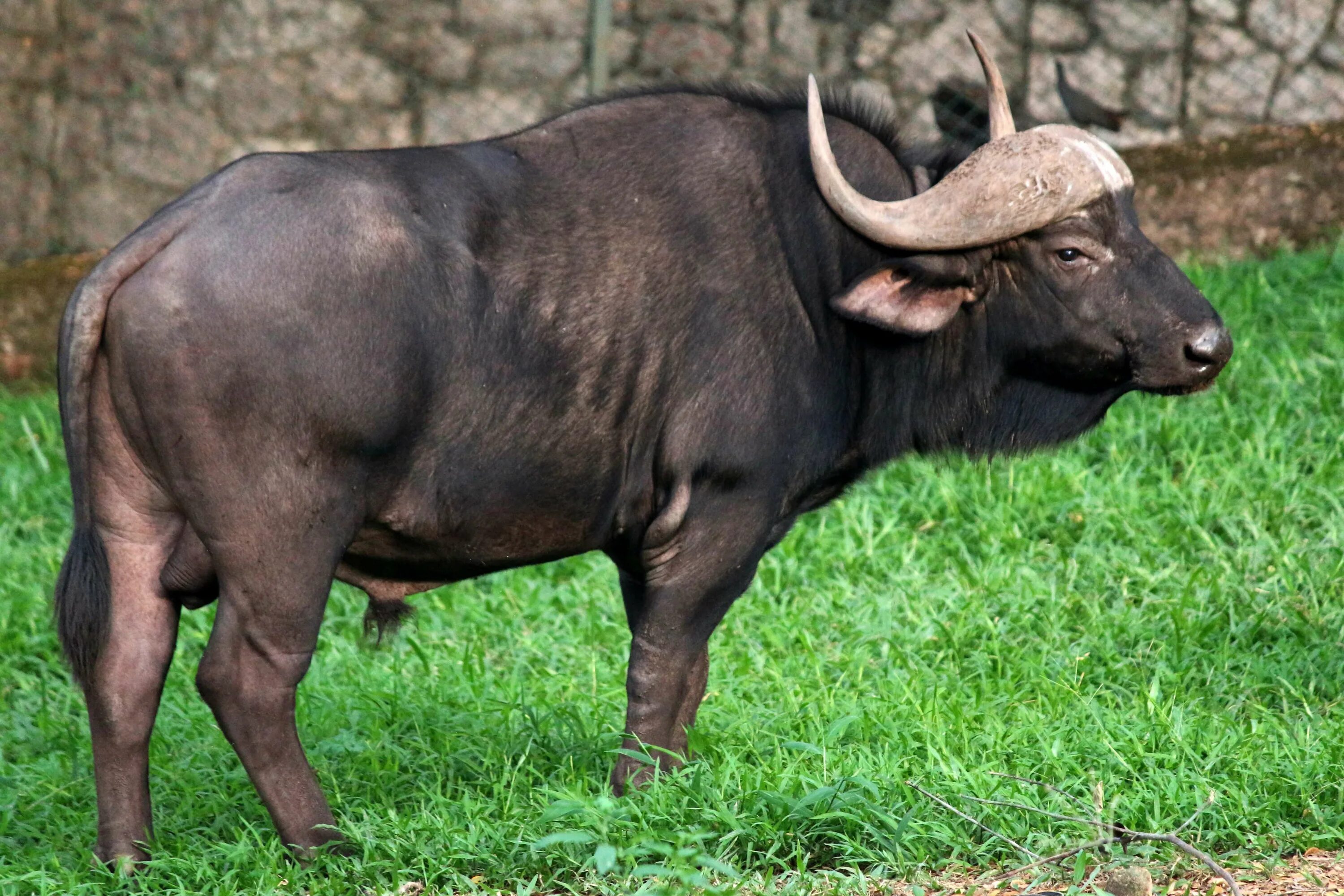 Дикий бык Гаур. Индийский бык Гаур. Гаур и буйвол. Гаур корова. Дикий бык индии 4