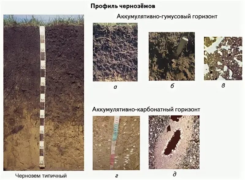 К материнской породе примыкает почвенный. Чернозем карбонатный Целинный. Материнская порода чернозема. Почвенный профиль чернозема. Черноземные почвы.