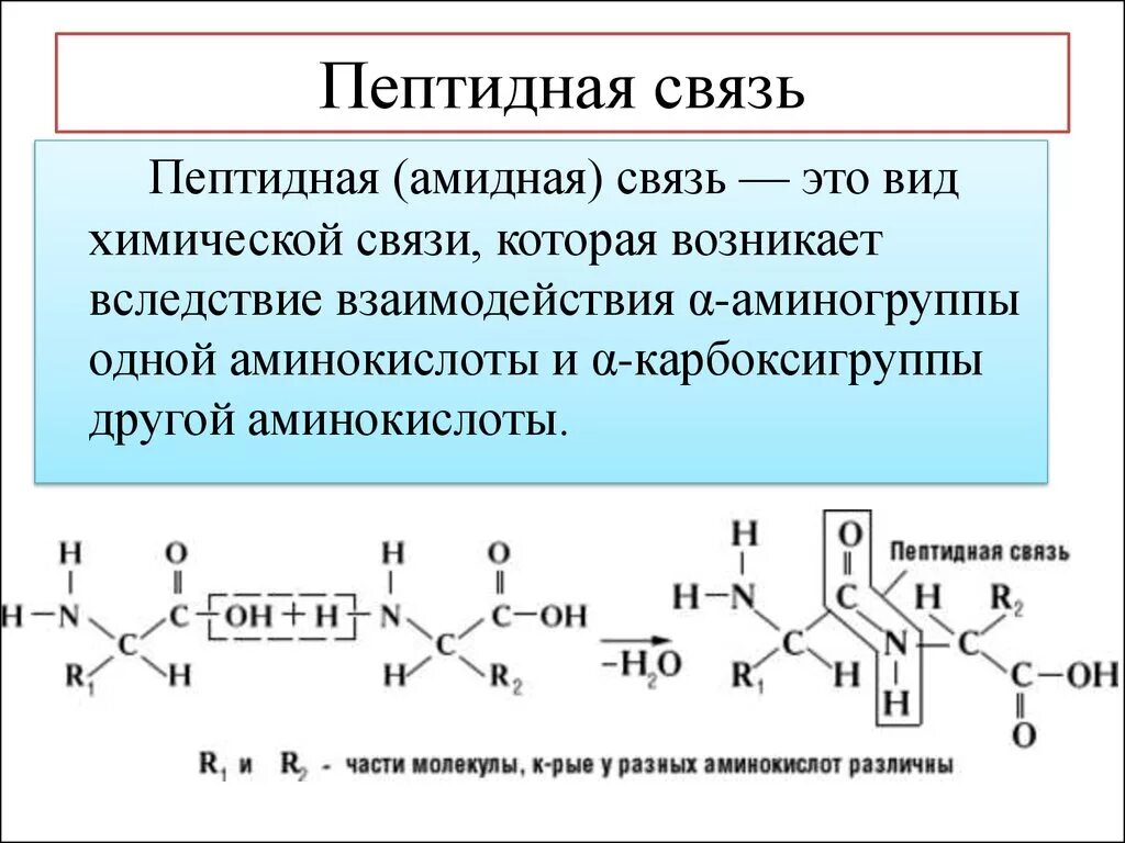 Расщепляет полипептиды. Реакция образования пептидной связи. Аминокислоты схема образования пептидной связи. Пептидная амидная группа. Пептидная связь аминокислот формула.