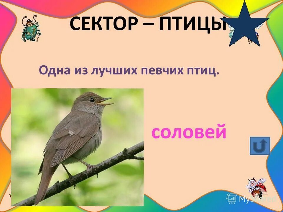 Птицы зарянка зяблик дрозд. Старик годовик конашевич. Лучший певчий. Робин редбрист-национальная птица великобритании. Певчие воробьиные вьюрковые.