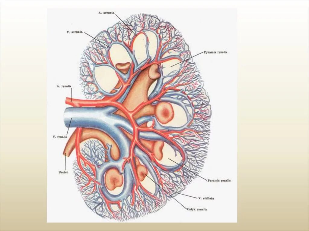 Почечные вены какая кровь. Кровеносная система почки. Кровеносная система почки схема. Анатомия человека кровеносная система почек. Строение сосудистой системы почек.