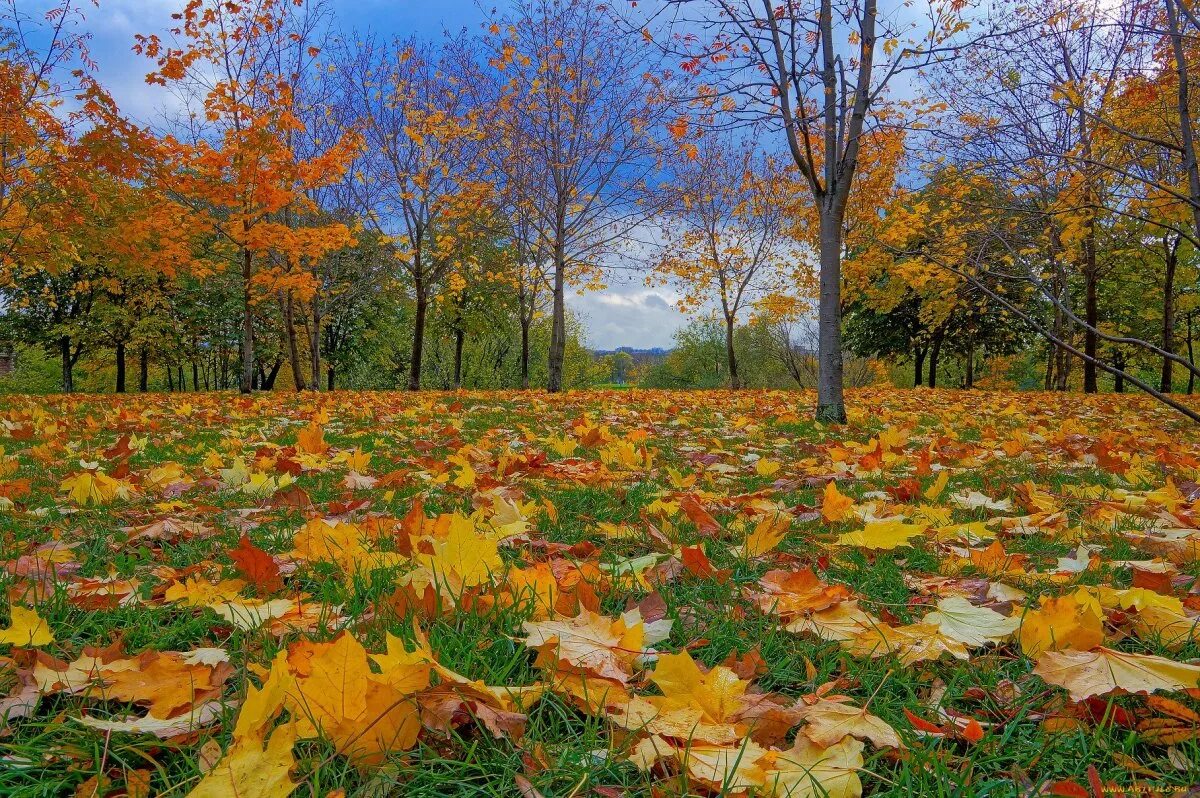 Былым осенью. Осенняя Поляна. Осенняя Поляна в лесу. Осенний лес. Сентябрь природа.