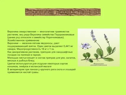 Лекарственная трава с женским именем 5 букв