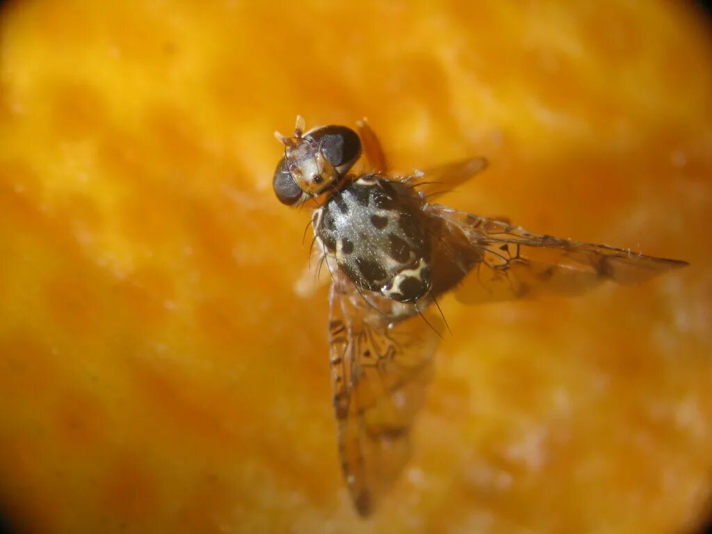 средиземноморская плодовая муха вниикр. личинки средиземноморской плодовой мухи. средиземноморская муха. плодовая муха пестрокрылка личинки. генная инженерия насекомых.