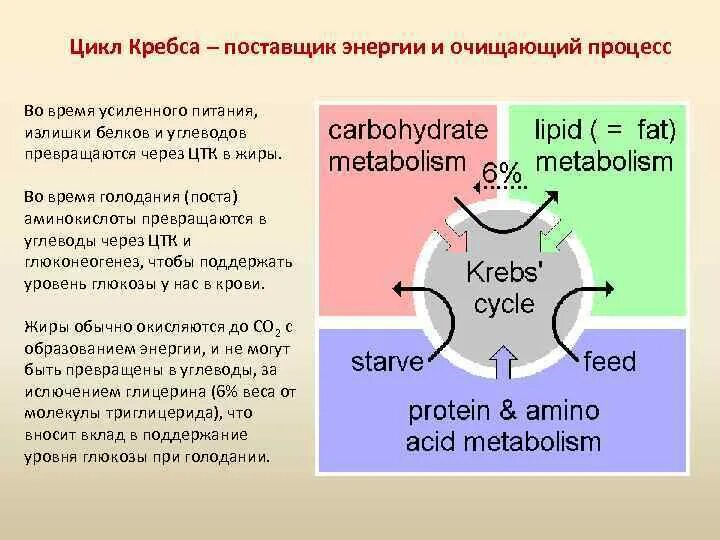 В цикле кребса образуется атф. Цикл Кребса. Цикл Кребса углеводы. Цикл Кребса энергия. Энергетика цикла Кребса.