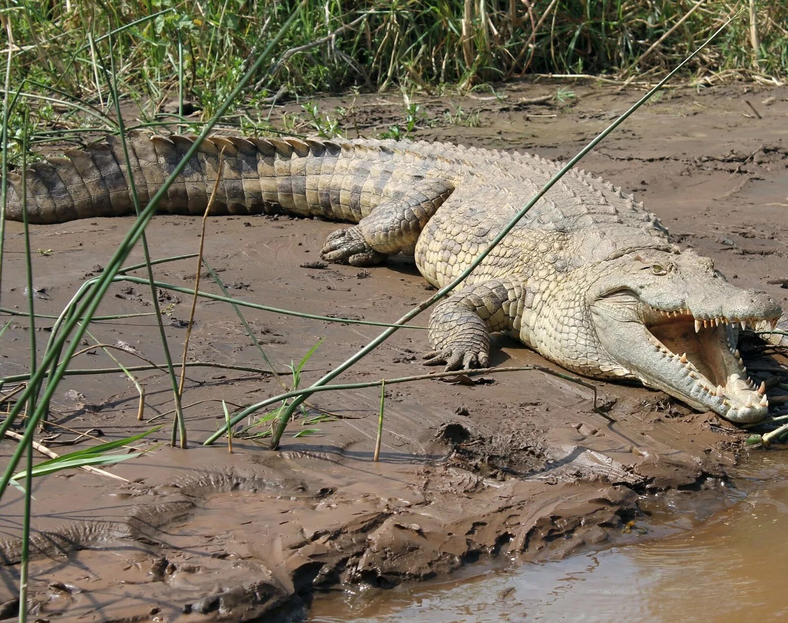 Ловля крокодилов. Гребнистый крокодил. Африканский гребнистый крокодил. Австралийский узкорылый крокодил. Оринокский крокодил.