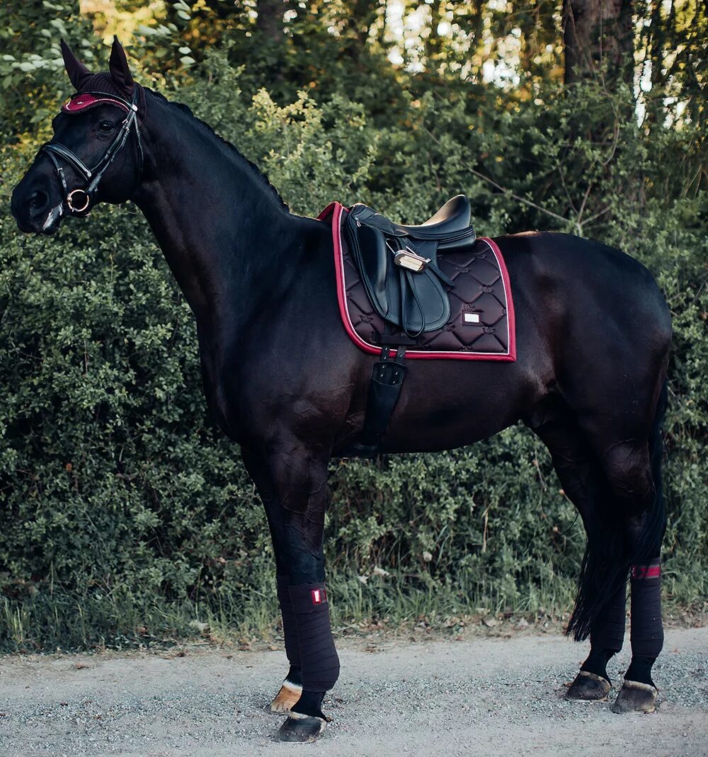 Подам лошадь. Эквестриан Стокгольм. Седло Equestrian Stockholm. Эквестриан конный спорт вальтрап. Эквестриан Стокгольм конкур.