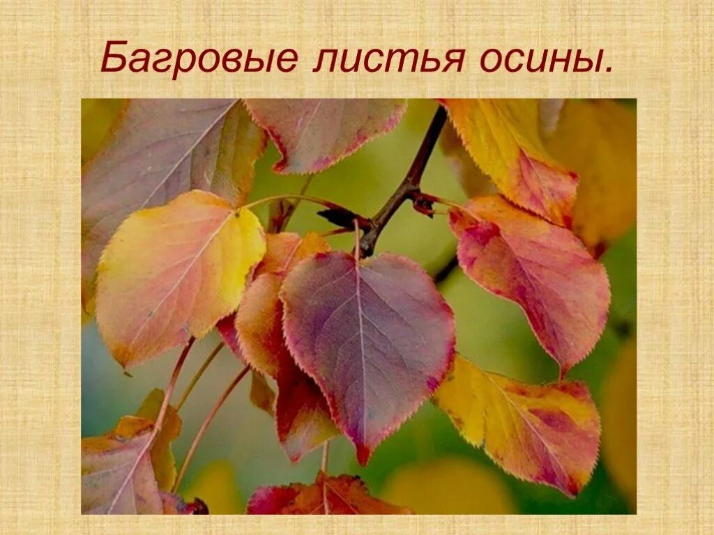 Ал лист. Багровые листья осины. осины осенью сочинение. осина осенью. сухие листья осины.