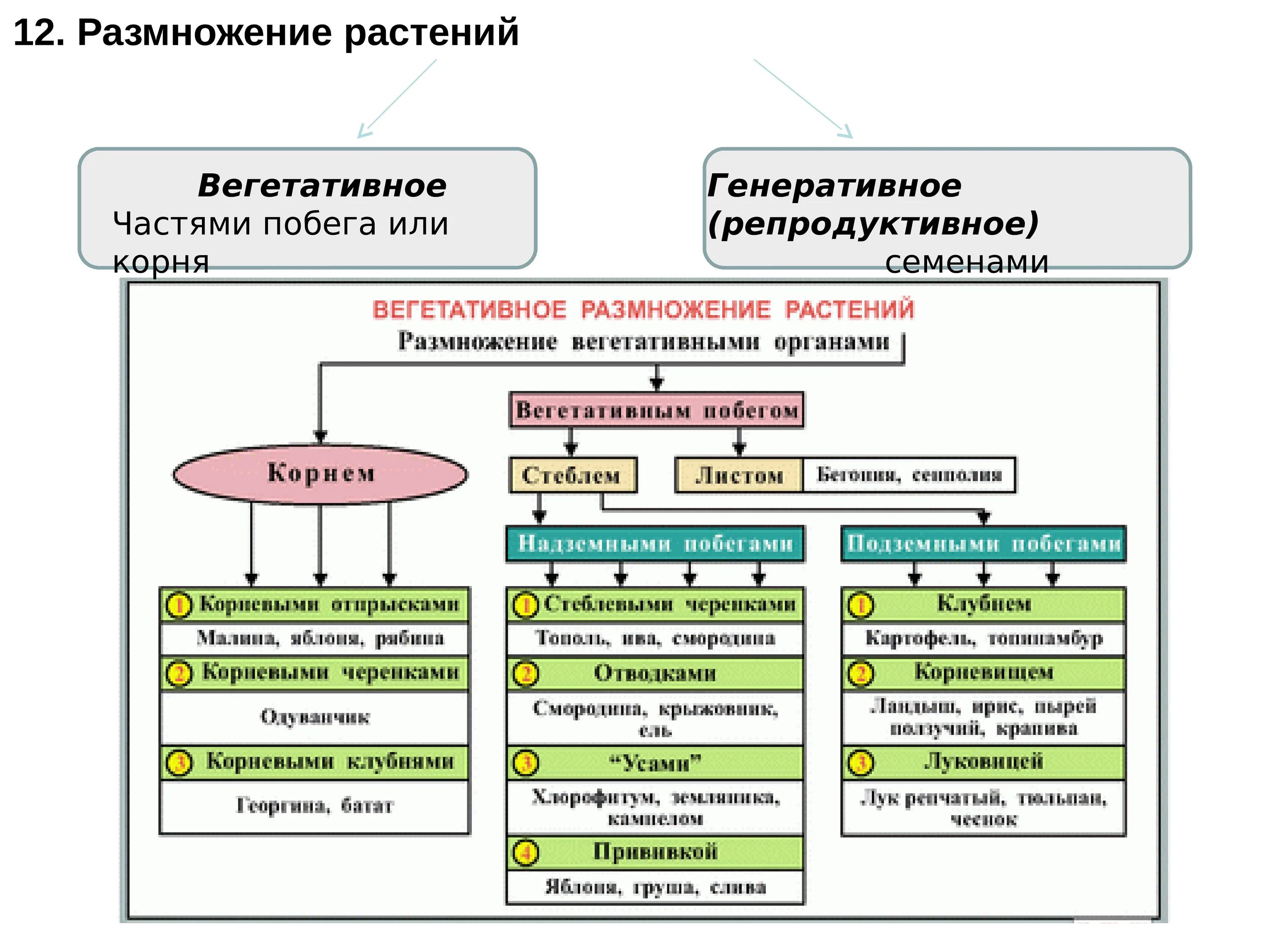 Типы вегетативного размножения растений 6 класс биология. Виды вегетативного размножения растений 6 класс биология. Схема по биологии способы размножения растений. Таблица по биологии вегетативное размножение цветковых растений. Биология 6 класс вегетативное размножение растений лабораторная