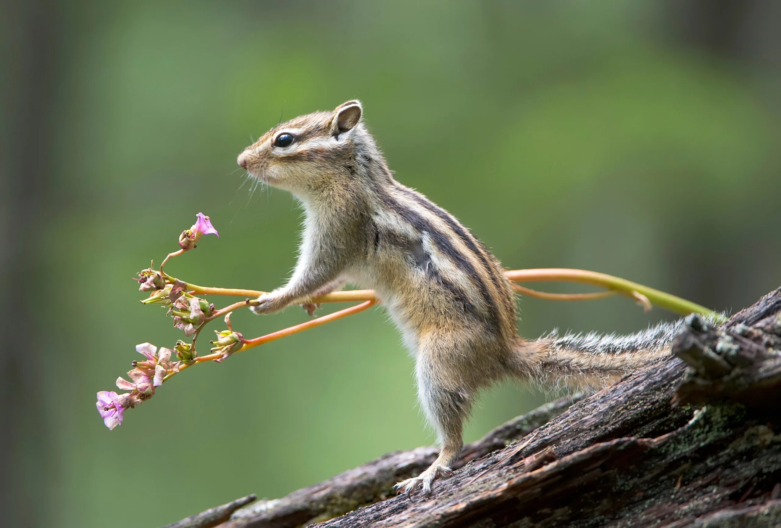 Биосферный заповедник байкал. Баргузинский соболь байкала. Байкальский заповедник соболь. Бурундук байкало ленского заповедника. Животные в байкальском заповеднике.