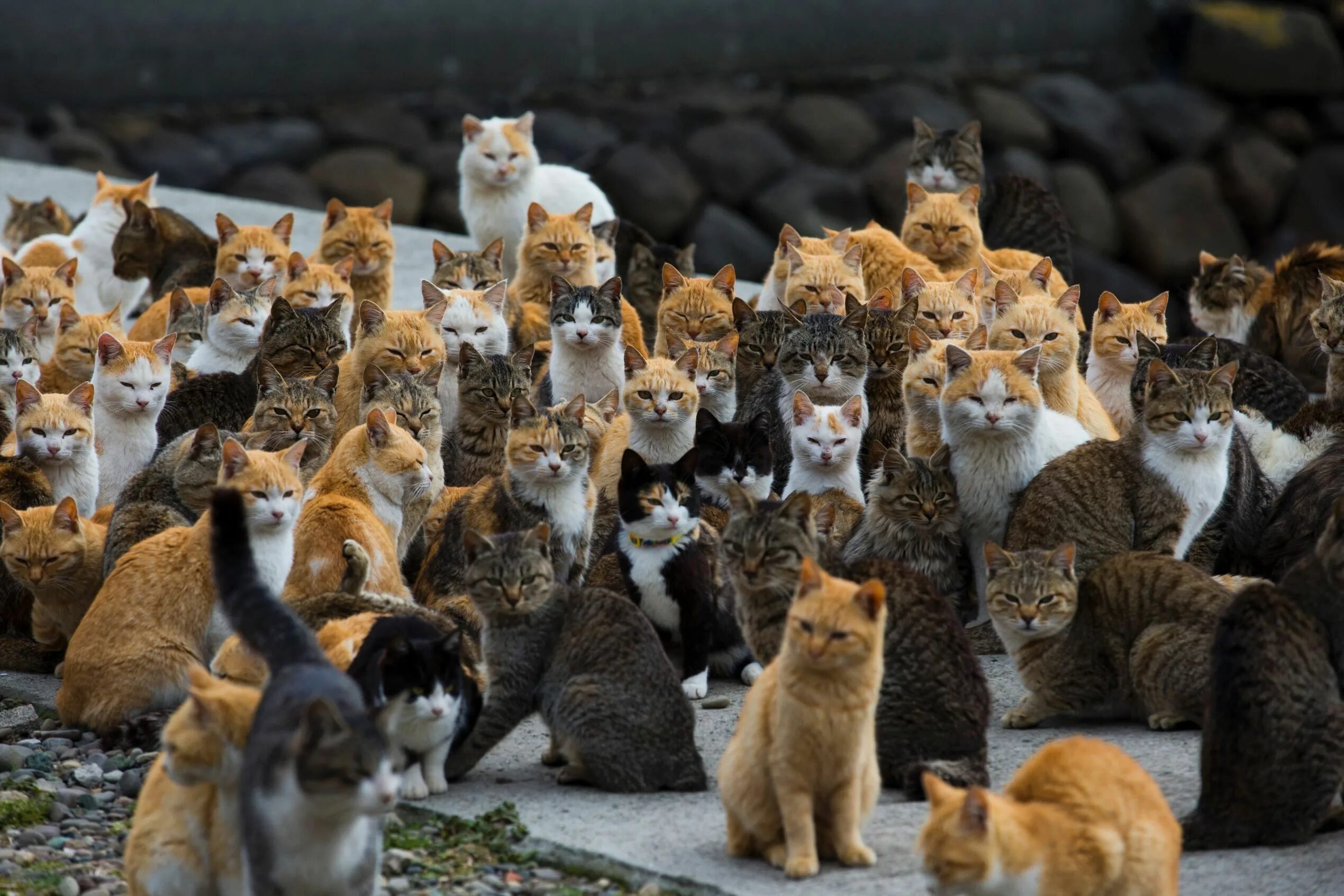 More cats