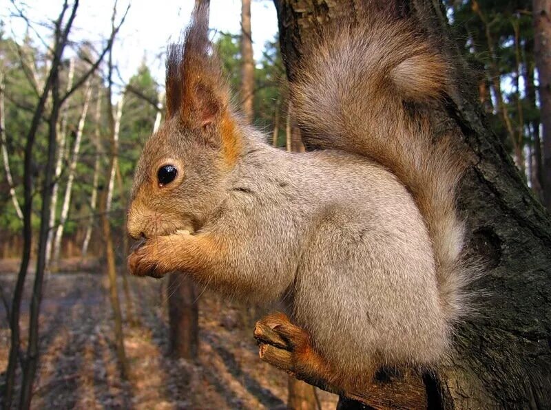 белочка с шишками. пекарня белочка самара ассортимент. раменский городской парк белки. животные весной. белка весной.