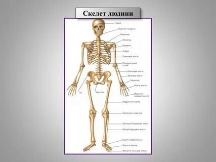 Скелет человека в 3 4