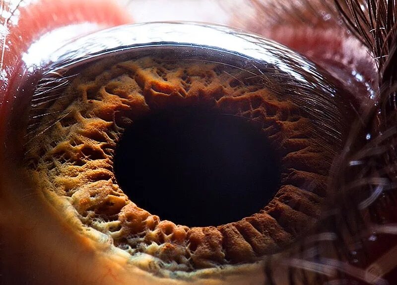 Года и стала последним крупным. Макросъемка глаза. Человеческий глаз под микроскопом. Человеческий глаз в разрезе. Глаз крупным планом.