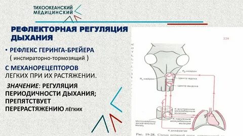 Рефлекторное дыхание