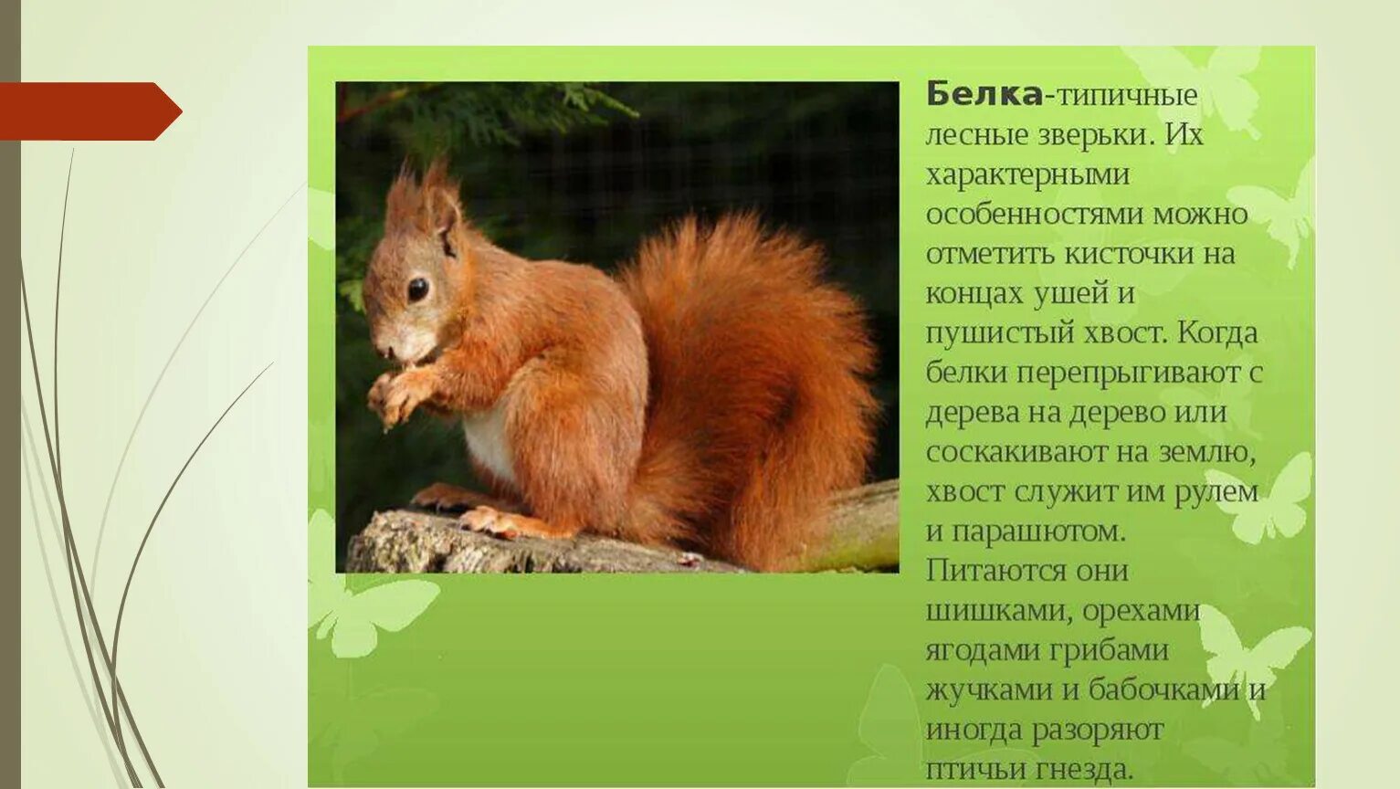 5 7 предложений о животных