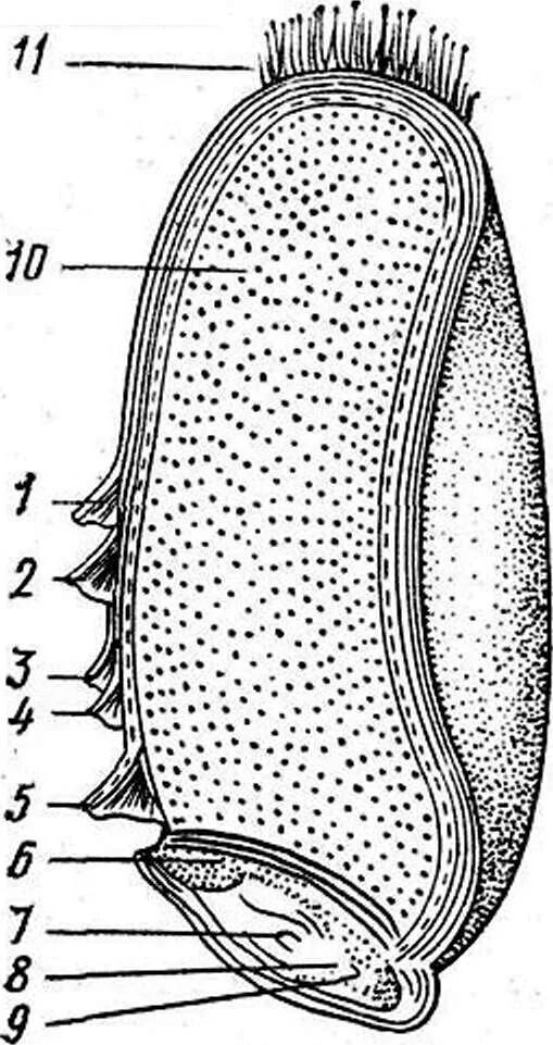 Продольный срез зерновки пшеницы. Строение зерновки ржи. Продольный срез зерновки. Продольный разрез зерновки кукурузы.
