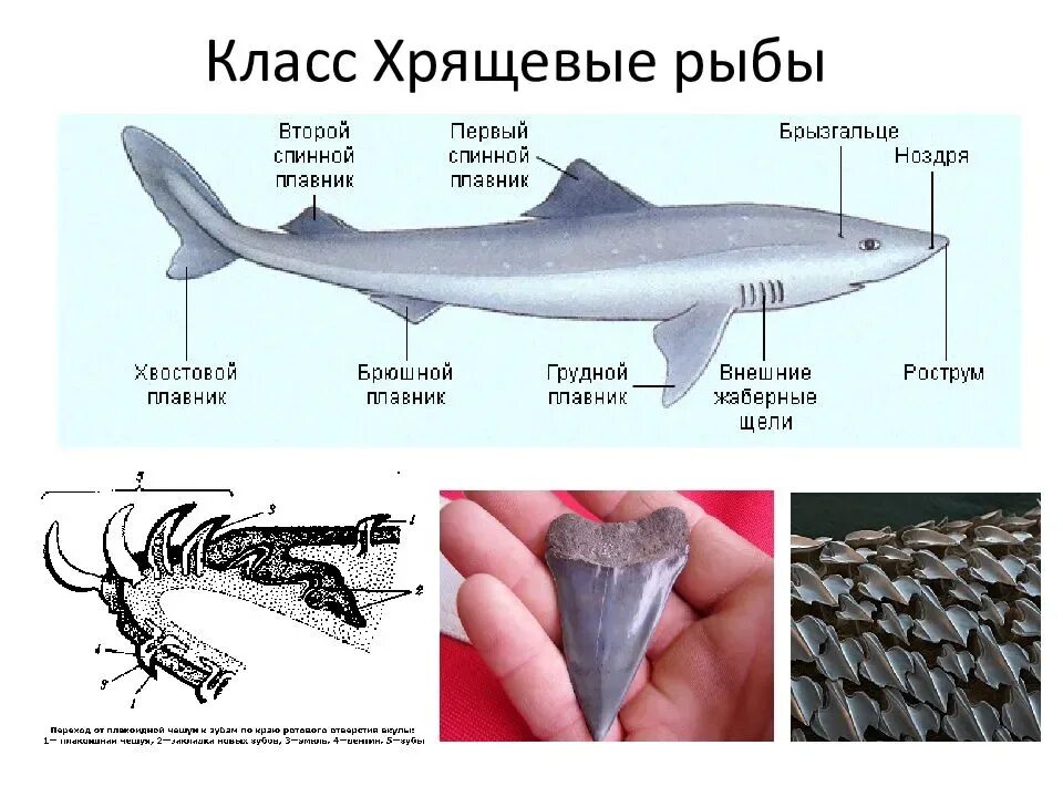 Класс хрящевые рыбы имеют. Класс хрящевые рыбы внешнее строение. Хрящевые рыбы 7 класс биология. Хрящевые рыбы строение. Внешнее строение хрящевых рыб.