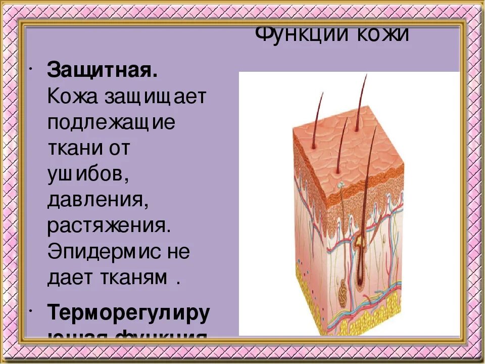 Функции кожи 9 класс биология. Защитная функция кожи. Функции кожи. Основные функции кожи. Функции кожи человека.