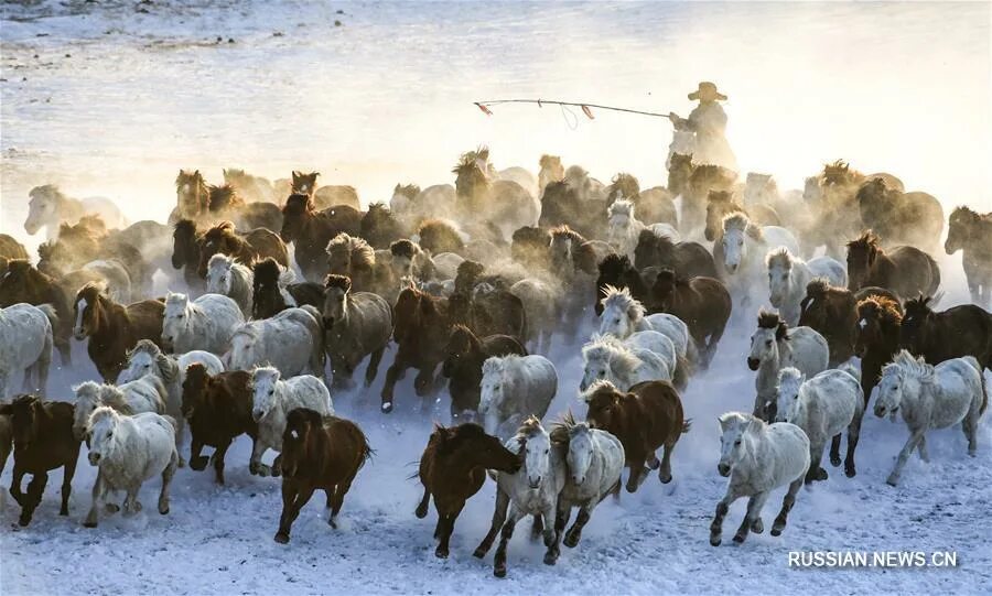 Пастухи гонят стадо. Табун лошадей Монголия Монголия. Табун коней Монголия. Табуны лошадей в Монголии. Стадо лошадей.