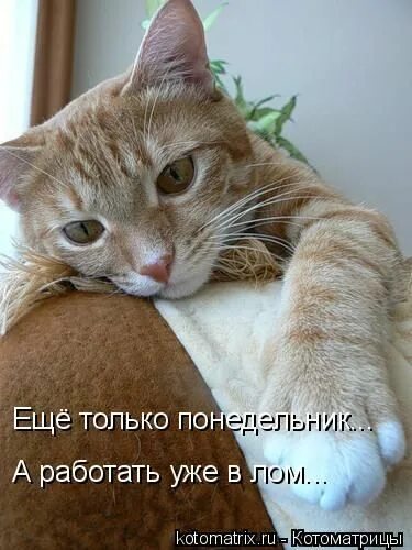 Так я уже работаю. Понедельник на работу прикольные. уже понедельник. понедельника я уже устала. понедельник не хочу на работу.