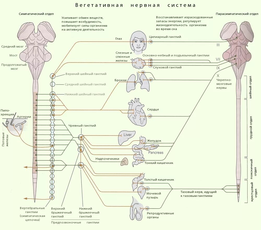 Парасимпатический отдел усиливает. Строение симпатического отдела вегетативной нервной системы схема. Периферический отдел вегетативная нервная система человека. Схема строения симпатического отдела ВНС. Центры и периферический отделы симпатической нервной системы.