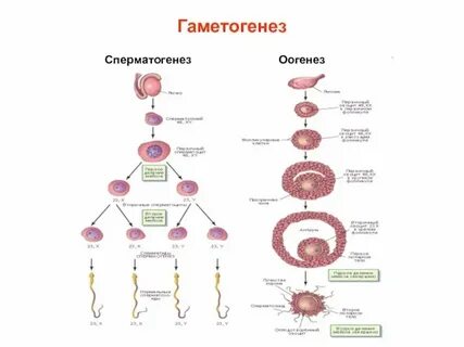 Рост ооцитов мейоз ооцитов первого порядка