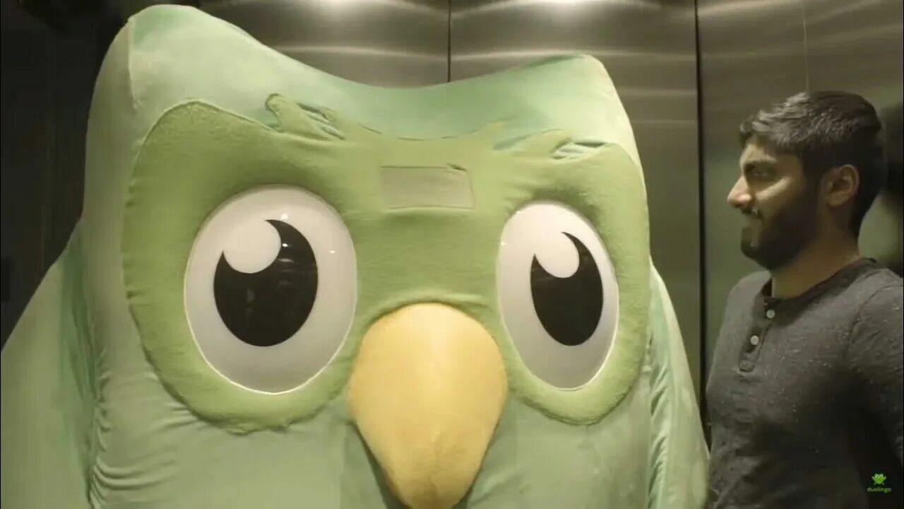 Сова дуолинго мем. Совенок duolingo. Duolingo сова. Совенок duolingo. Шутки про duolingo.