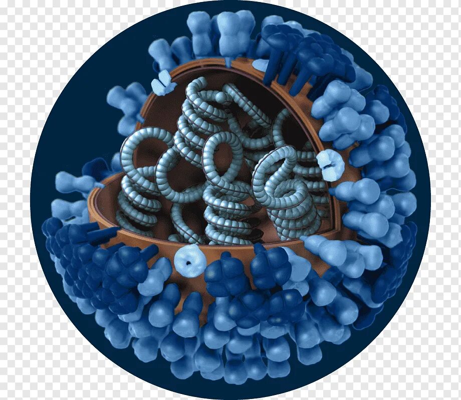 Грипп какие бактерии. Штамм h1n1. Вирус h3n2. Вирус гриппа h1n1. Строение штамма h1n1.