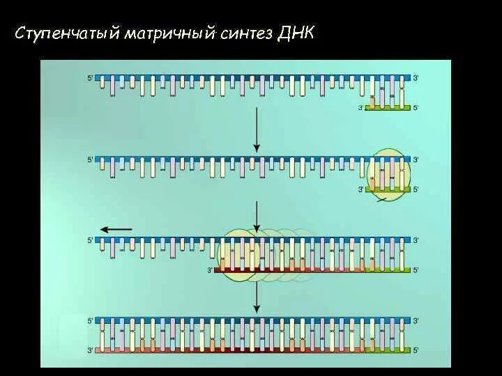 Синтез ДНК. Матричный Синтез. Принцип матричного синтеза. Матричный Синтез схема. Происходят реакции матричного синтеза