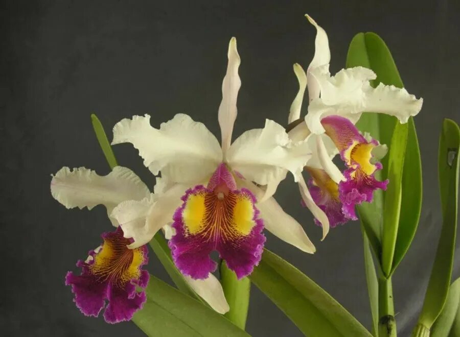 Орхидные каттлеи. Фаленопсис Каттлея. Орхидея Каттлея цветок. Орхидея Cattleya.
