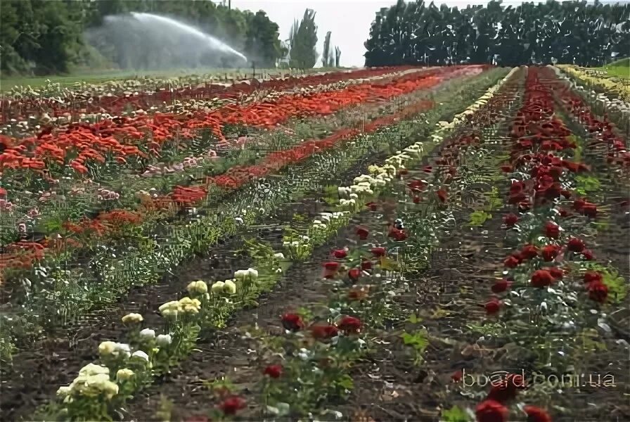 артёмовский питомник саженцев. выставка продажа рассады. саженцы артемовский. питомник богатенкова каменск-уральский. саженцы артемовский.