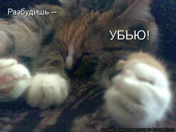 девушка утром мем. картинка не будить. разбудишь убью. разбудишь убью. цитаты о своих чувствах.