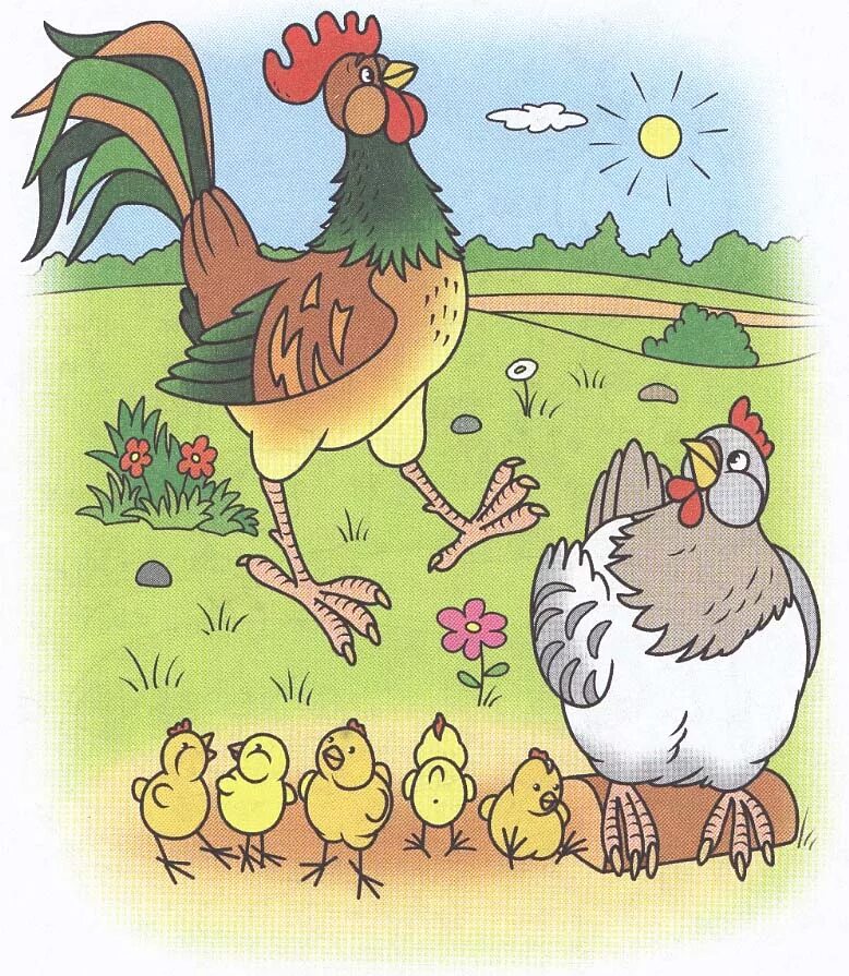 Дом 2 курица. Курица рисунок. Петушок и Курочка. Курочка рисунок для детей. Петух гуляет.