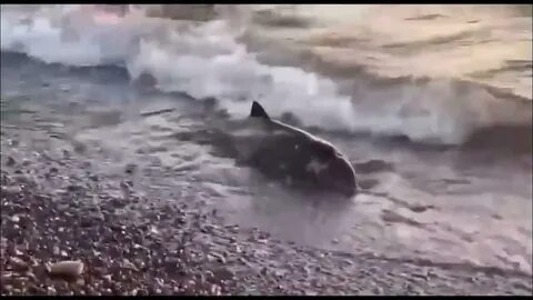 Что случилось в черном море